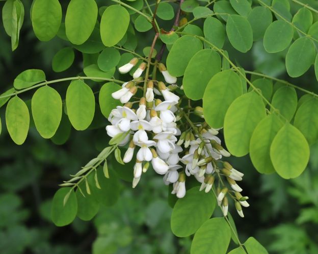 Robinia