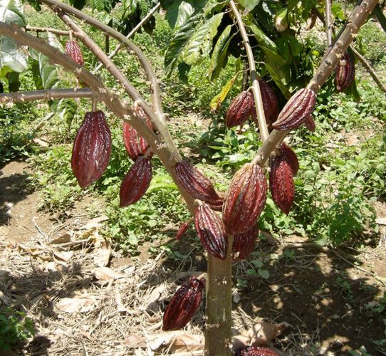 El cacao