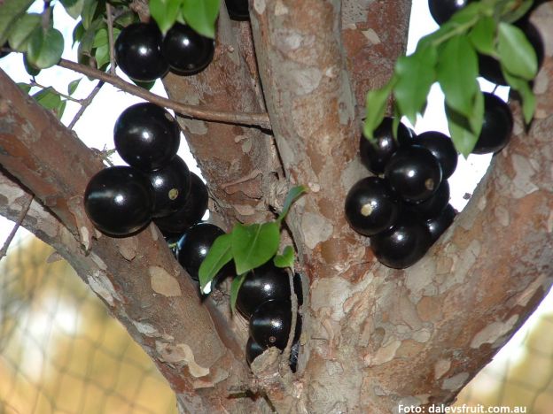 Vino de la jaboticaba