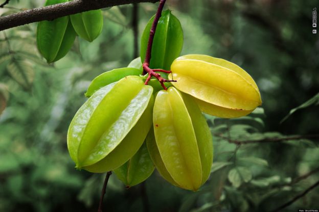 Averrhoa carambola (todo el mundo)