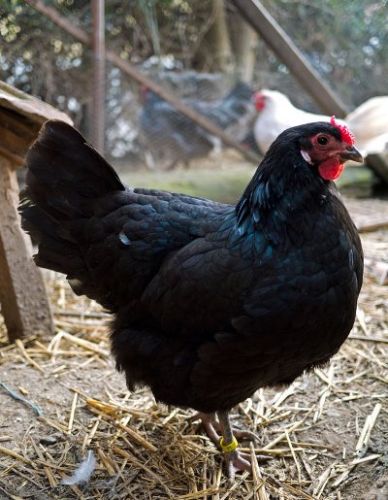 Pollo negro de Alsacia