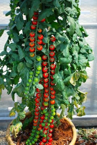 ¡Plantar tomates no es una ciencia!