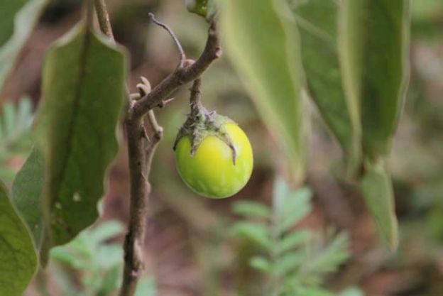 Berenjena primitiva