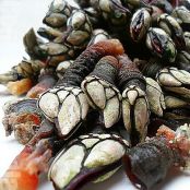 Percebes de Cederia