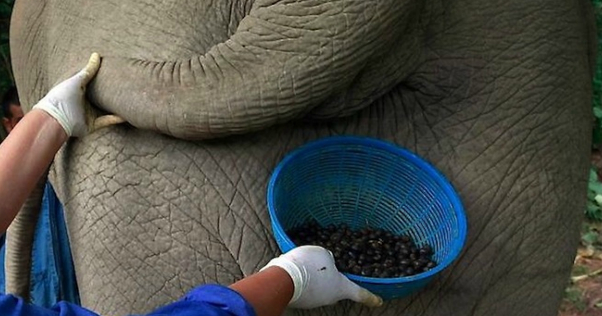 El café más caro del mundo se extrae de caca de elefante